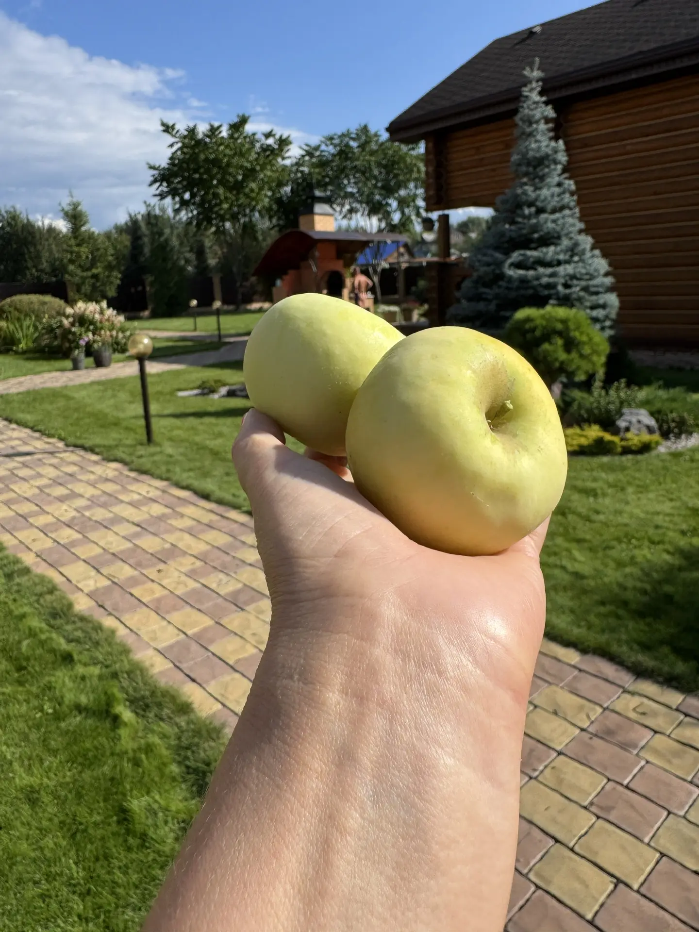 Сушим яблочки!