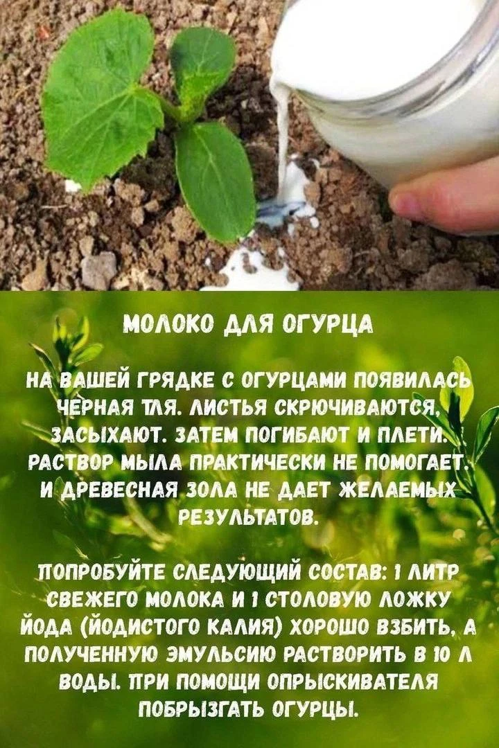 Молоко для огурца. Пробовали такой способ?

Дачный советник