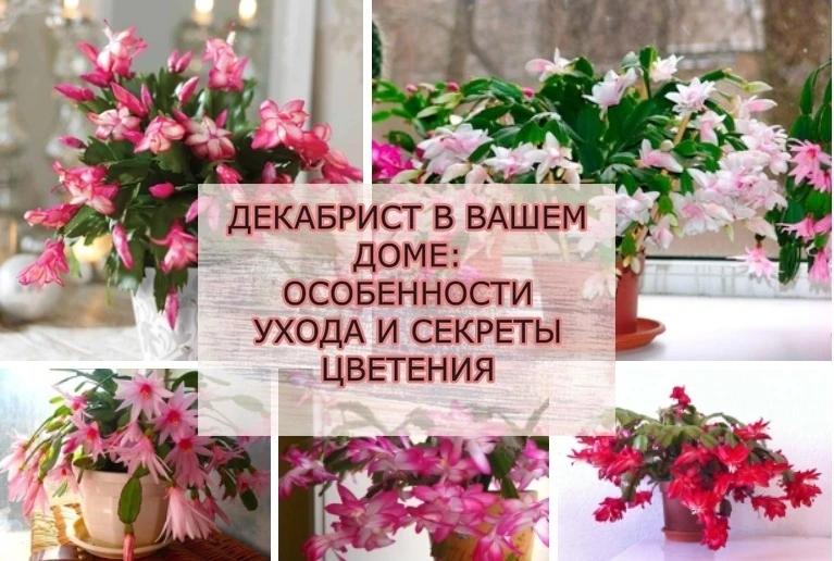 🌷ДЕКАБРИСТ В ВАШЕМ ДОМЕ: ОСОБЕННОСТИ УХОДА И СЕКРЕТЫ ЦВЕТЕНИЯ

Декабрист, или шлюмбергера, — тропич