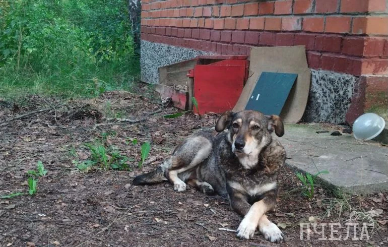 🐾 Мошенники придумали новую схему обмана хозяев пропавших питомцев. Они берут фотограф...