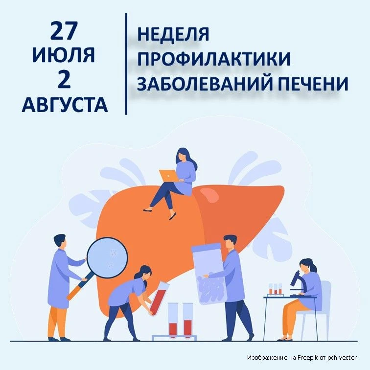 27 июля – 2 августа – Неделя профилактики заболеваний печени
Печень – один из самых важных органов в