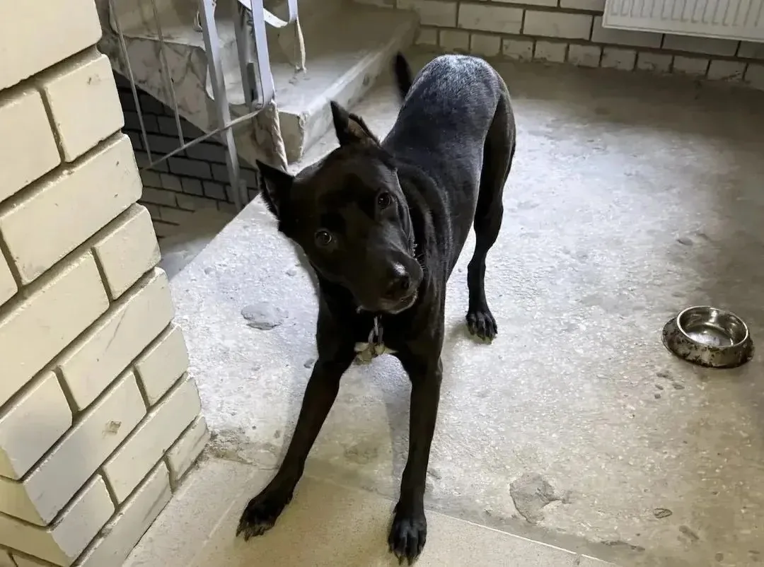 🐾Джек нашел новый дом
