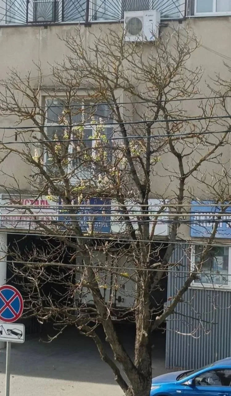 Октябрь, а на улице Оборонной зацвел каштан