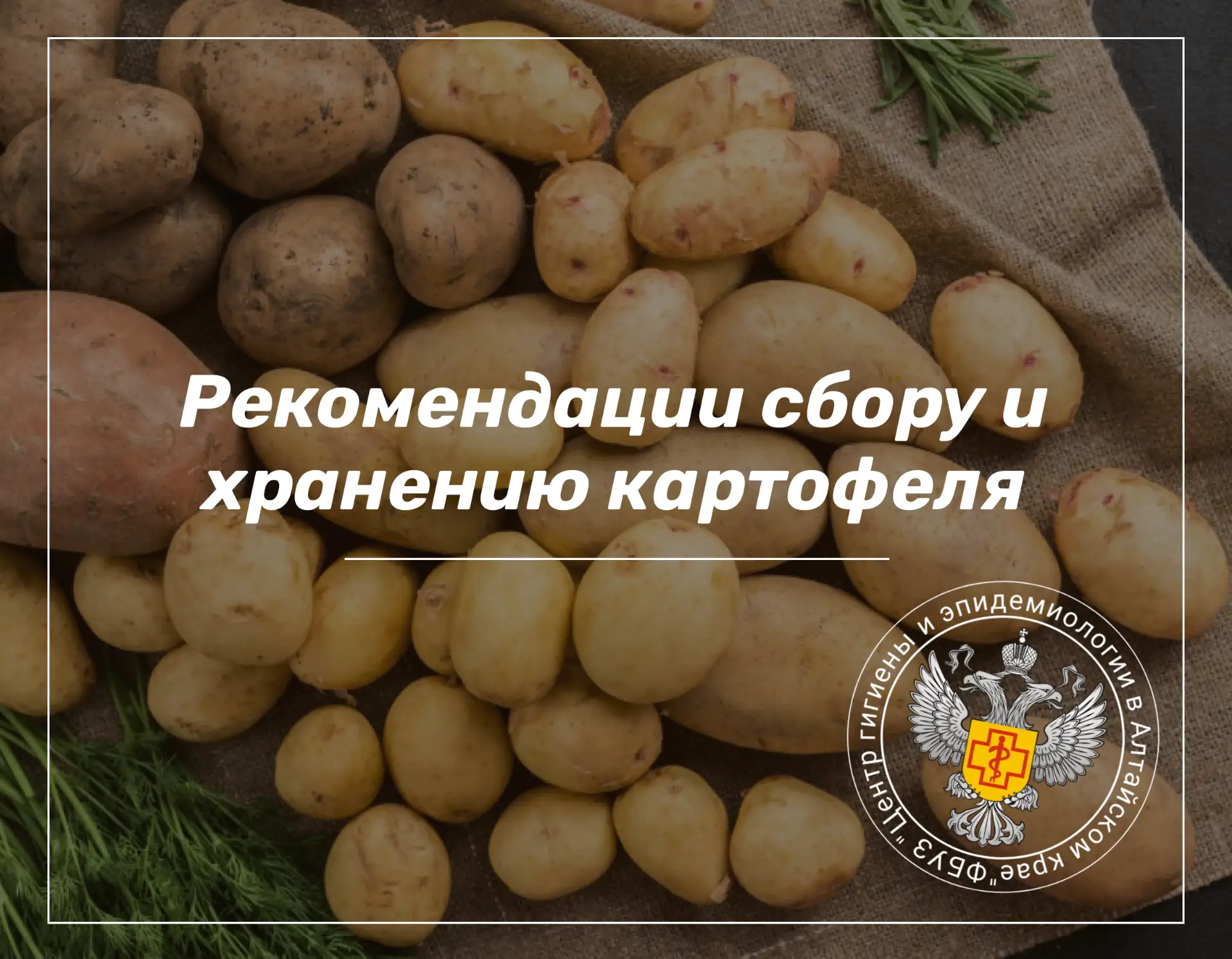 🥔Картофель — один из самых востребованных продуктов. От качества клубней зависит вкус ...