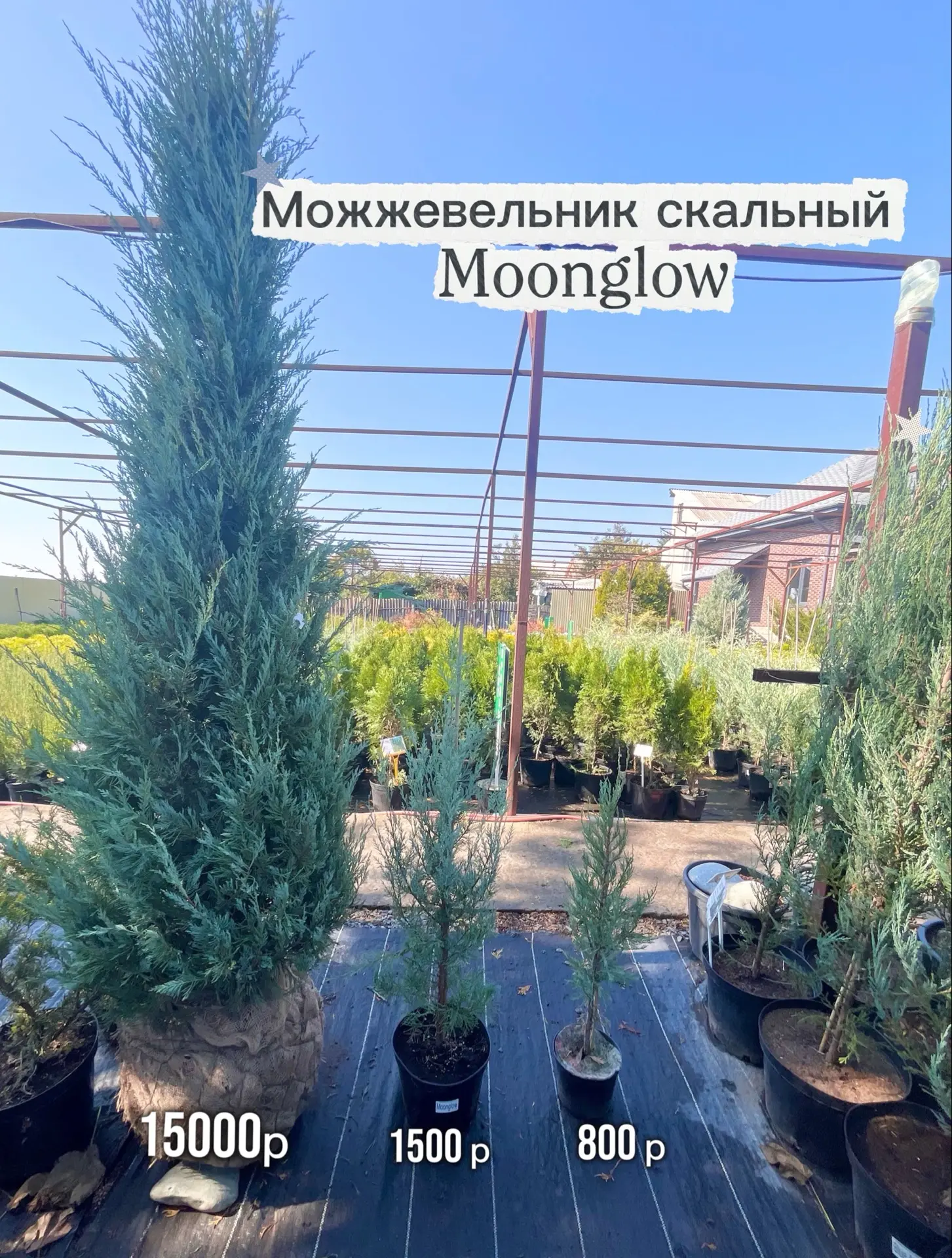 Можжевельник скальный Moonglow✨🌲