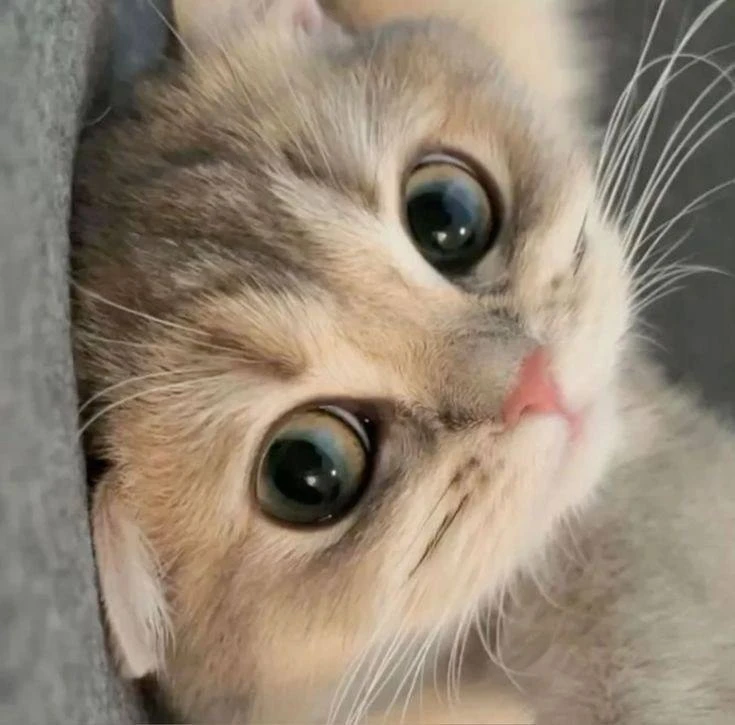 😸 Всемирный день кошек отмечается сегодня