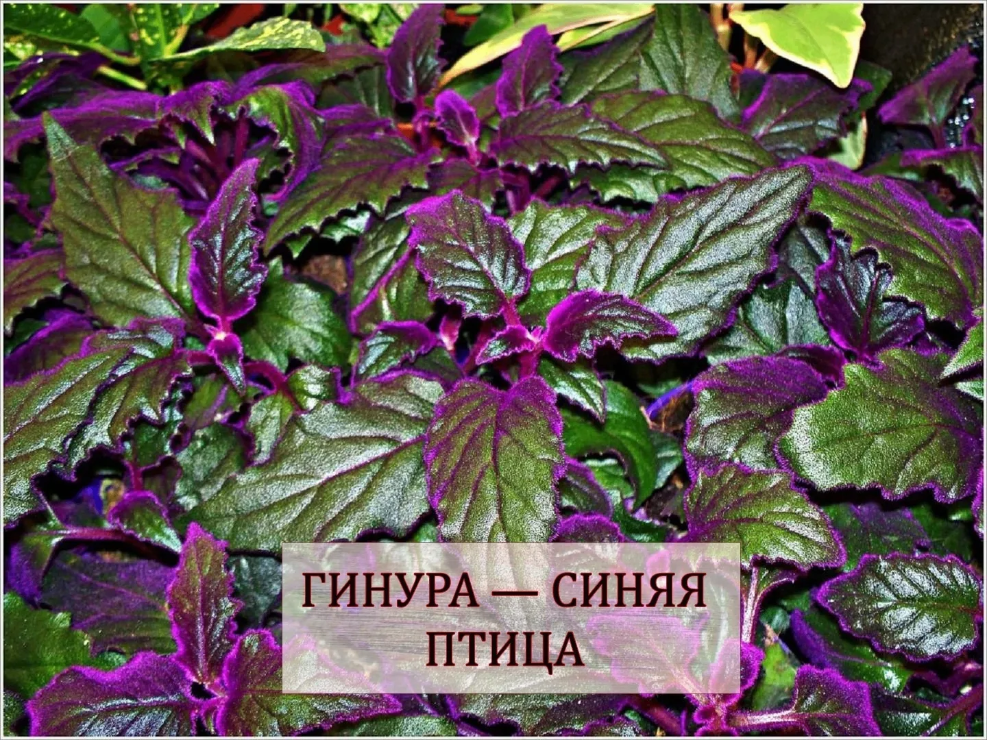 ГИНУРА — СИНЯЯ ПТИЦА

Листья гинуры покрыты бархатистой опушкой, создающей эффектную игру текстур. Э