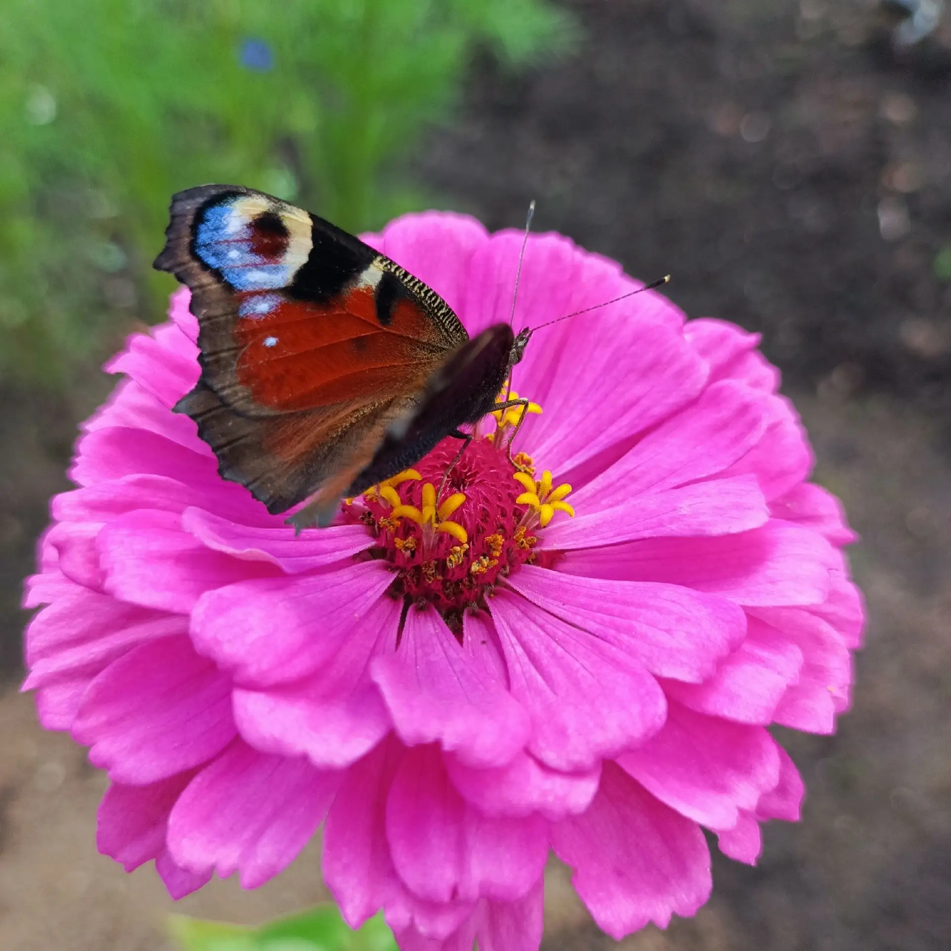 🐝🌸АВГУСТ

Август. Ещё продолжается лето. 
Солнцем наполнены дни до краёв. 
Летняя песня пока не до