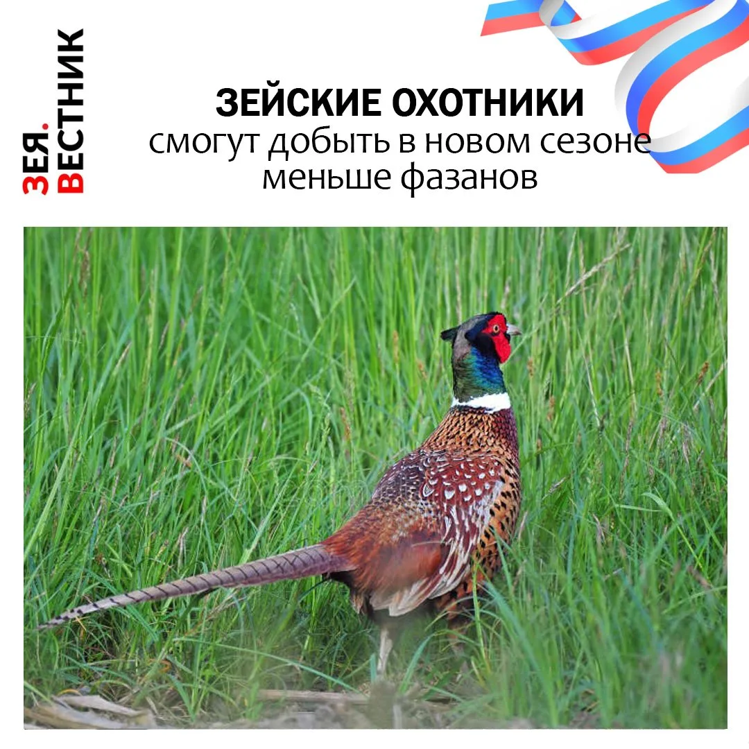 Причем, намного меньше – в связи с резким сокращением численности этих птиц. В Приамурье вступают в 