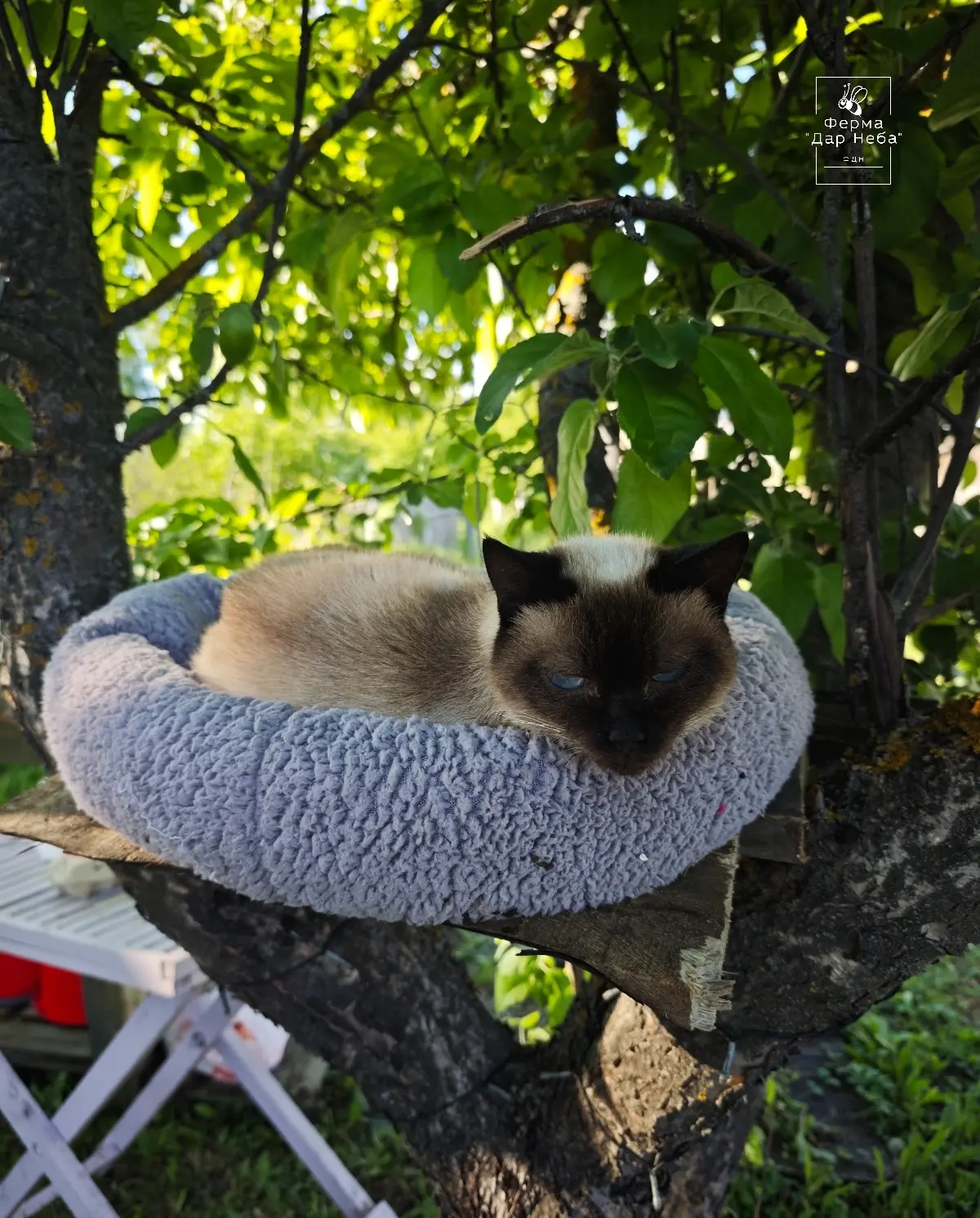 У каждого в деревне  должен быть домик на дереве🌳, пусть даже хотя бы у котика☺️

➖➖➖➖➖➖➖➖➖➖➖
🔍Наш