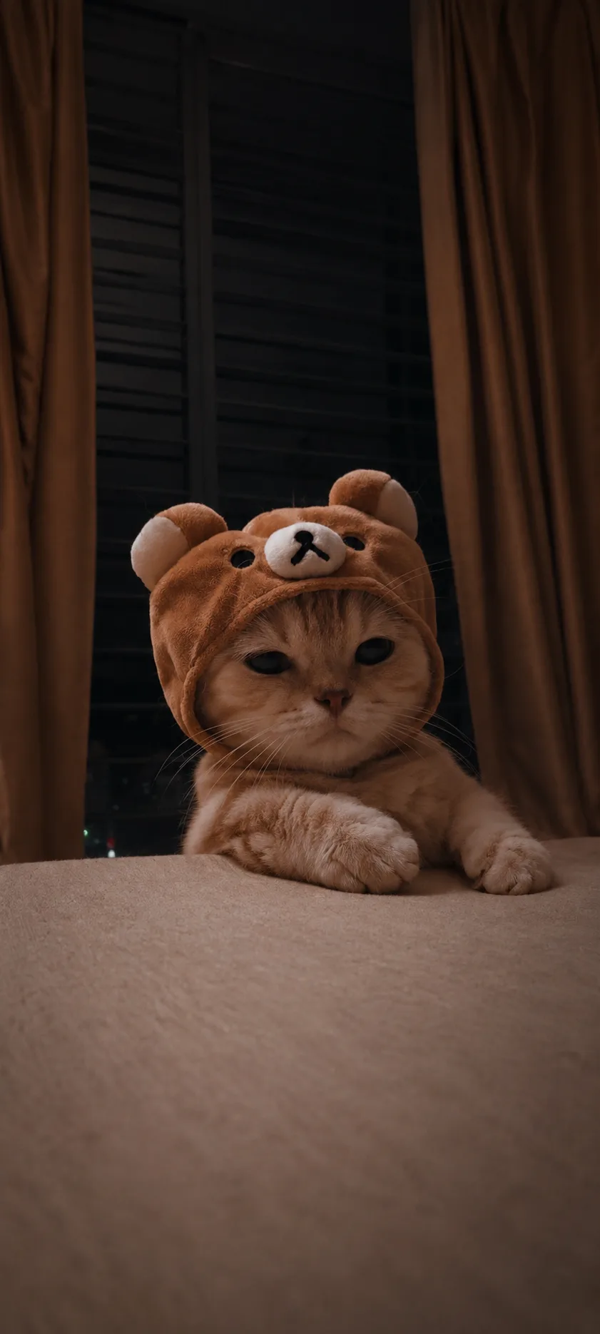 😺 МИШКА? НЕТ, КОТИК!