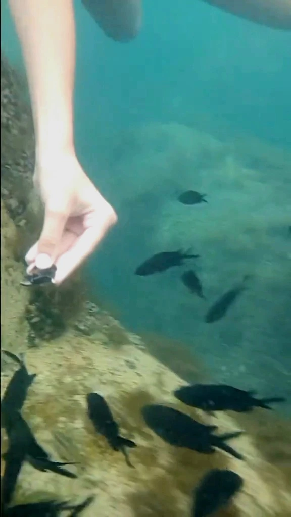 Ядовитая Рыба  Скарпена 🐡 - морской Ерш! Поймал руками!