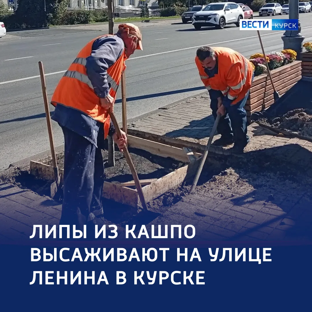 🌳 Зеленый проспект: в Курске продолжают высаживать липы