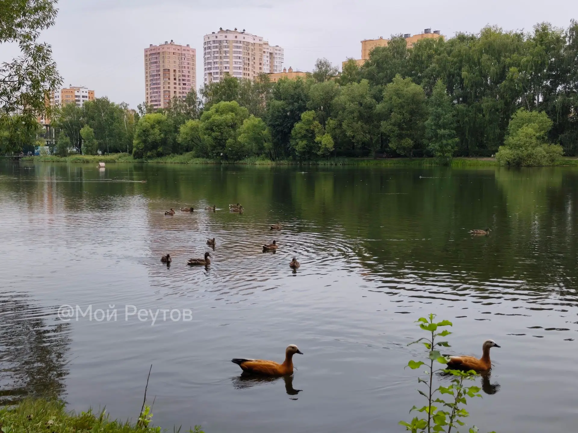 🦆 Интересно, откуда взялось утверждение, что огари вытесняют других уток? У нас на Фаб...