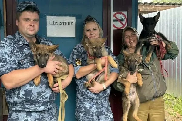 Щенков из Подмосковного племенного питомника ГУФСИН передали в другие территориальные о...