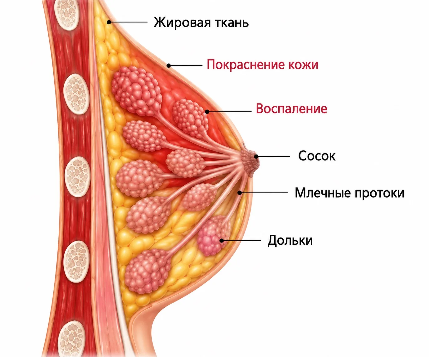 💛Лактостаз и гомеопатия.