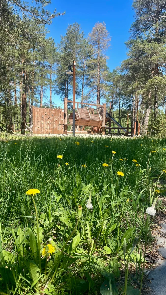 Зелёное царство лета☀️