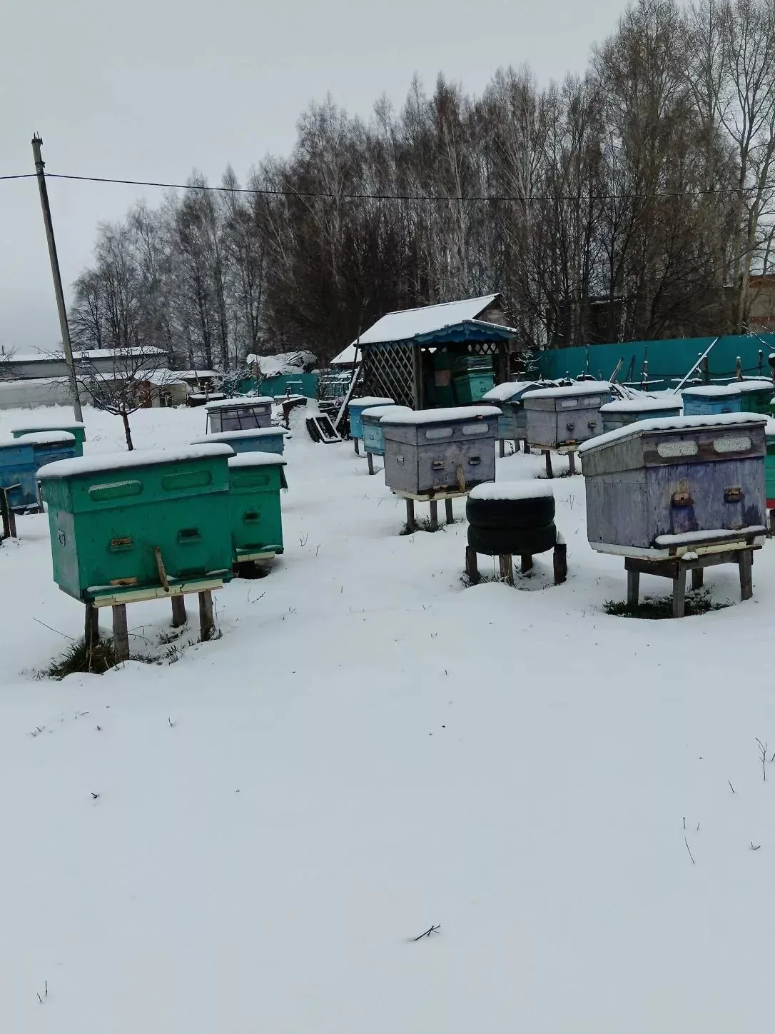 АПРЕЛЬСКИЙ СНЕГ НЕ ОПАСЕН ДЛЯ ПЧЕЛ, СЧИТАЕТ ОПЫТНЫЙ ПЧЕЛОВОД