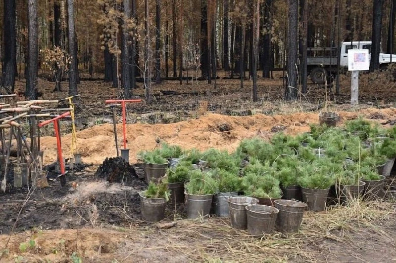 🌲 Около миллиона хвойных деревьев высадят осенью в Марий Эл.