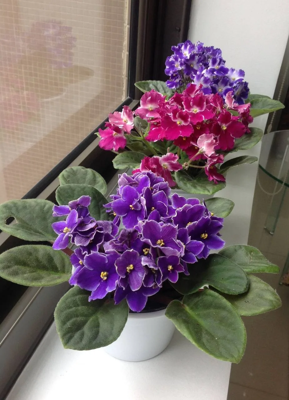 Что не любит фиалка 🌸