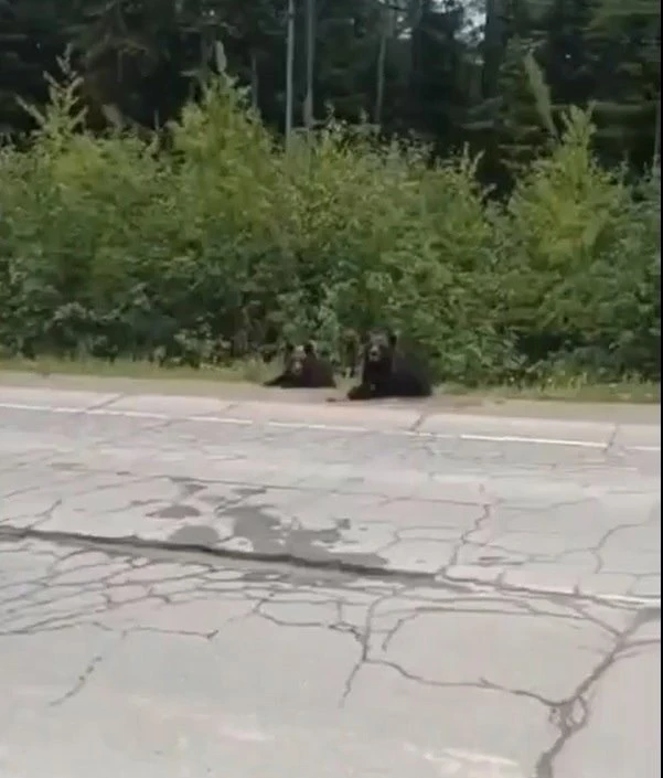 Не кормите медвежат!Такая «доброта» опасна!🐻🐻