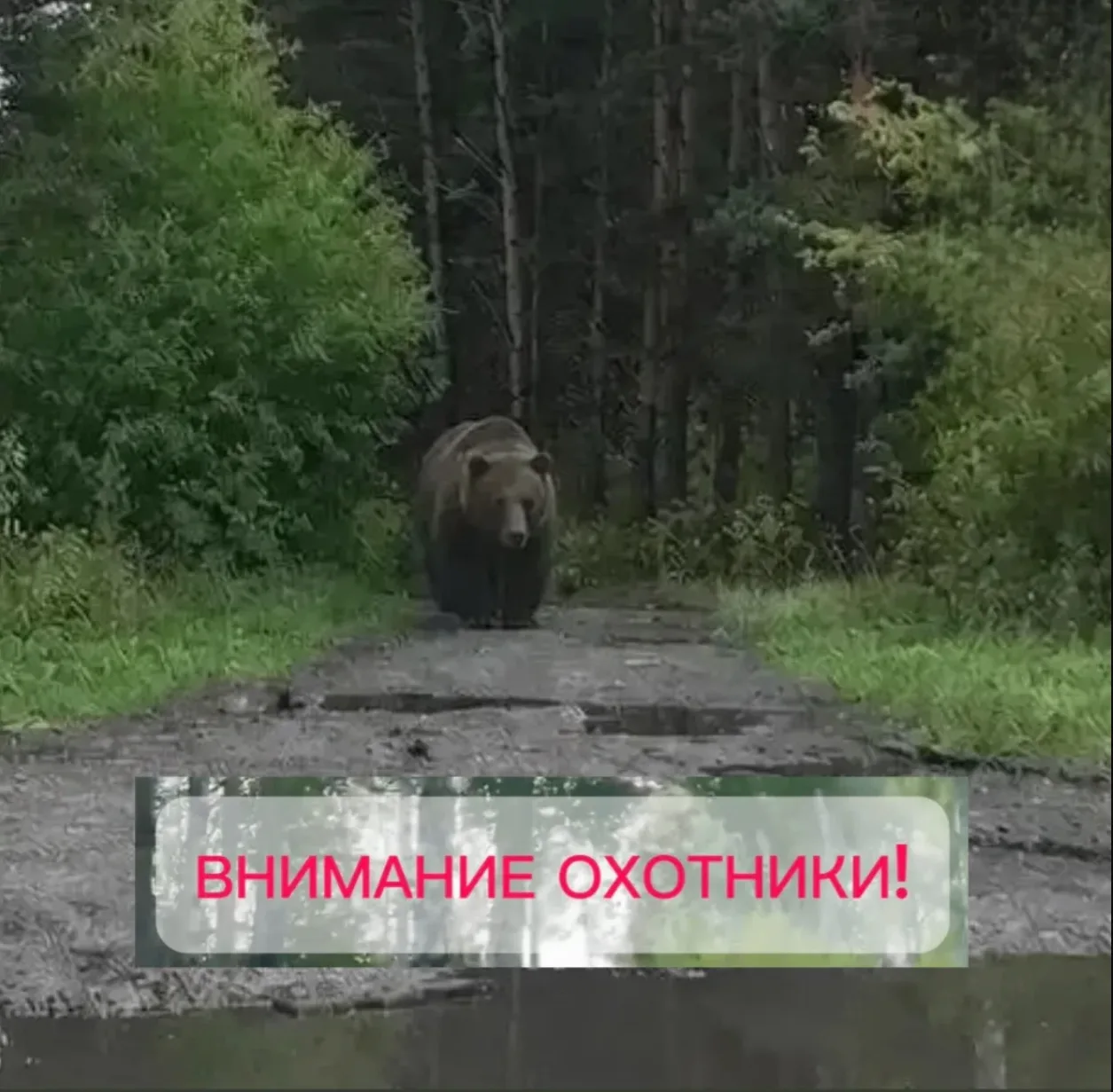 ❗️❗️❗️Внимание охотники ❗️❗️❗️