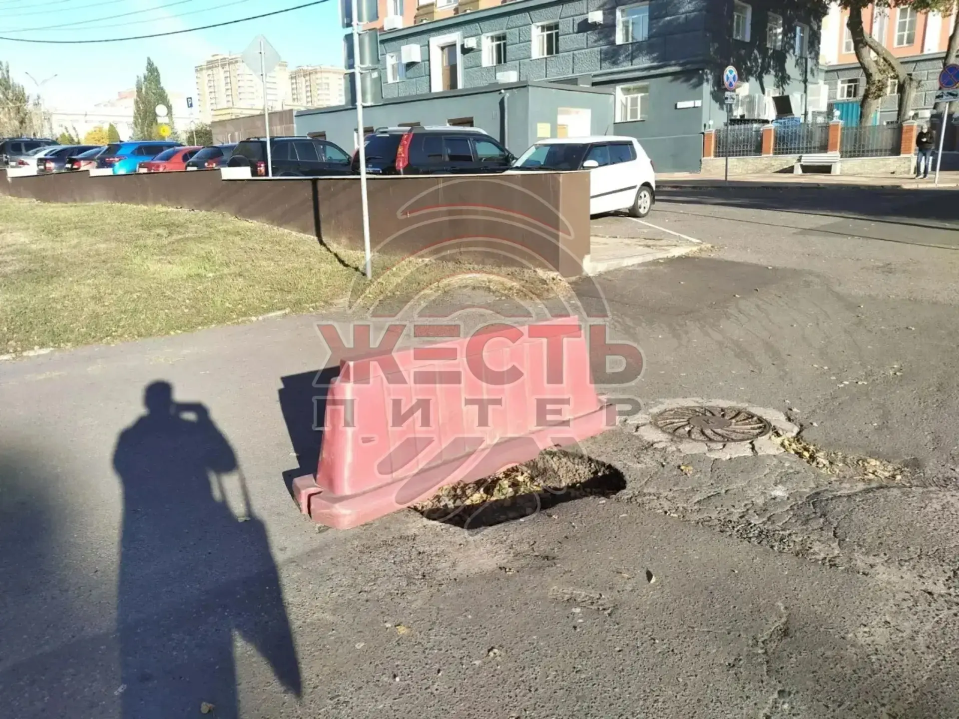 Прямо «под носом» у областной администрации, на парковке у Первомайского парка, растёт ...