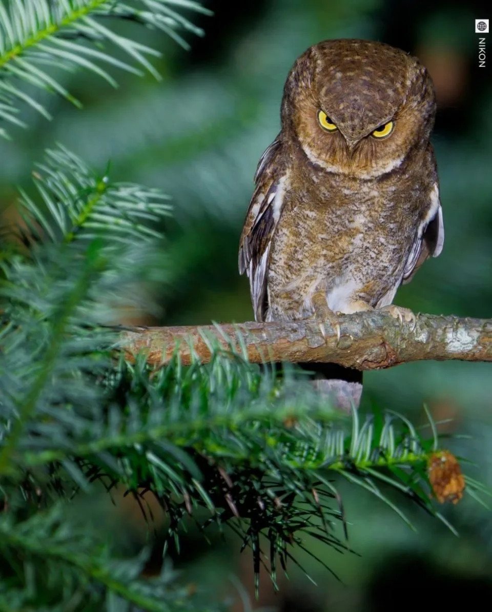 Nikon показал финалистов премии Comedy Wildlife Photography Awards.