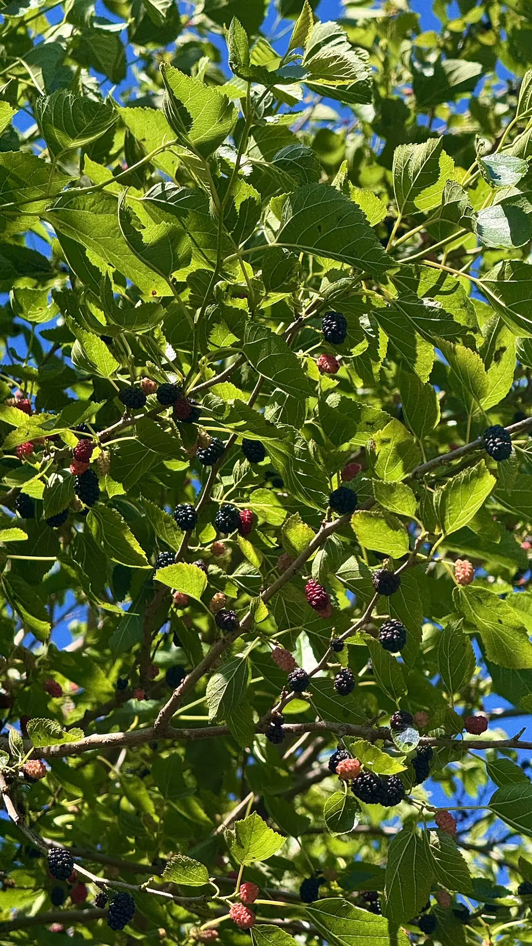 👀 Сейчас в Сириусе можно попробовать лето на вкус

На деревьях уже поспели черешня, мушмула и шелко