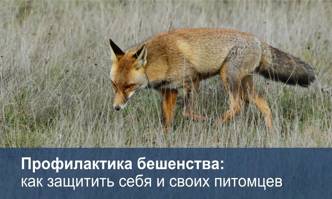 Весенне-летний период является наиболее опасным с точки зрения распространения бешенств...