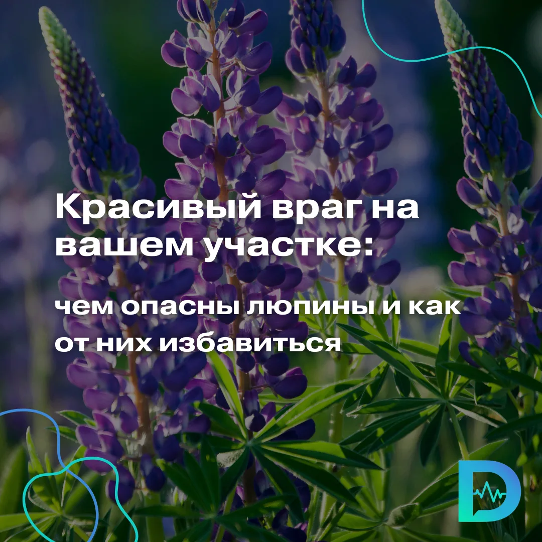 Многие любят люпин за яркие цветы и неприхотливость. Но не так давно выяснилось, что от люпина на да
