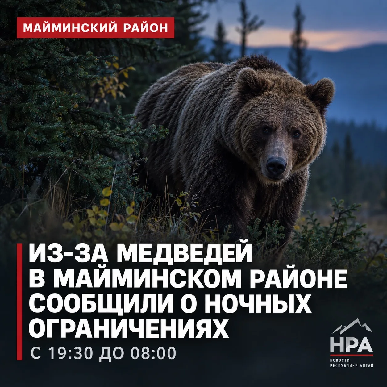 🐻 В Майминском районе сообщили о введении режима повышенной готовности из-за медведей