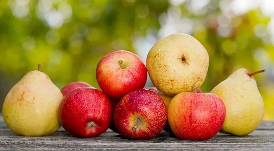 🍎🍐 «САДОВЫЕ ЧАСЫ»: Как правильно снимать осенние яблоки и груши, чтобы они долежали д...