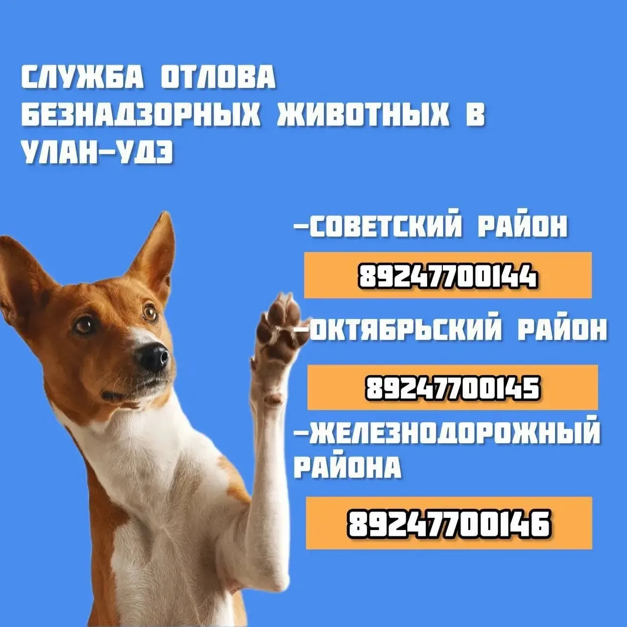 По отлову собак обращайтесь: