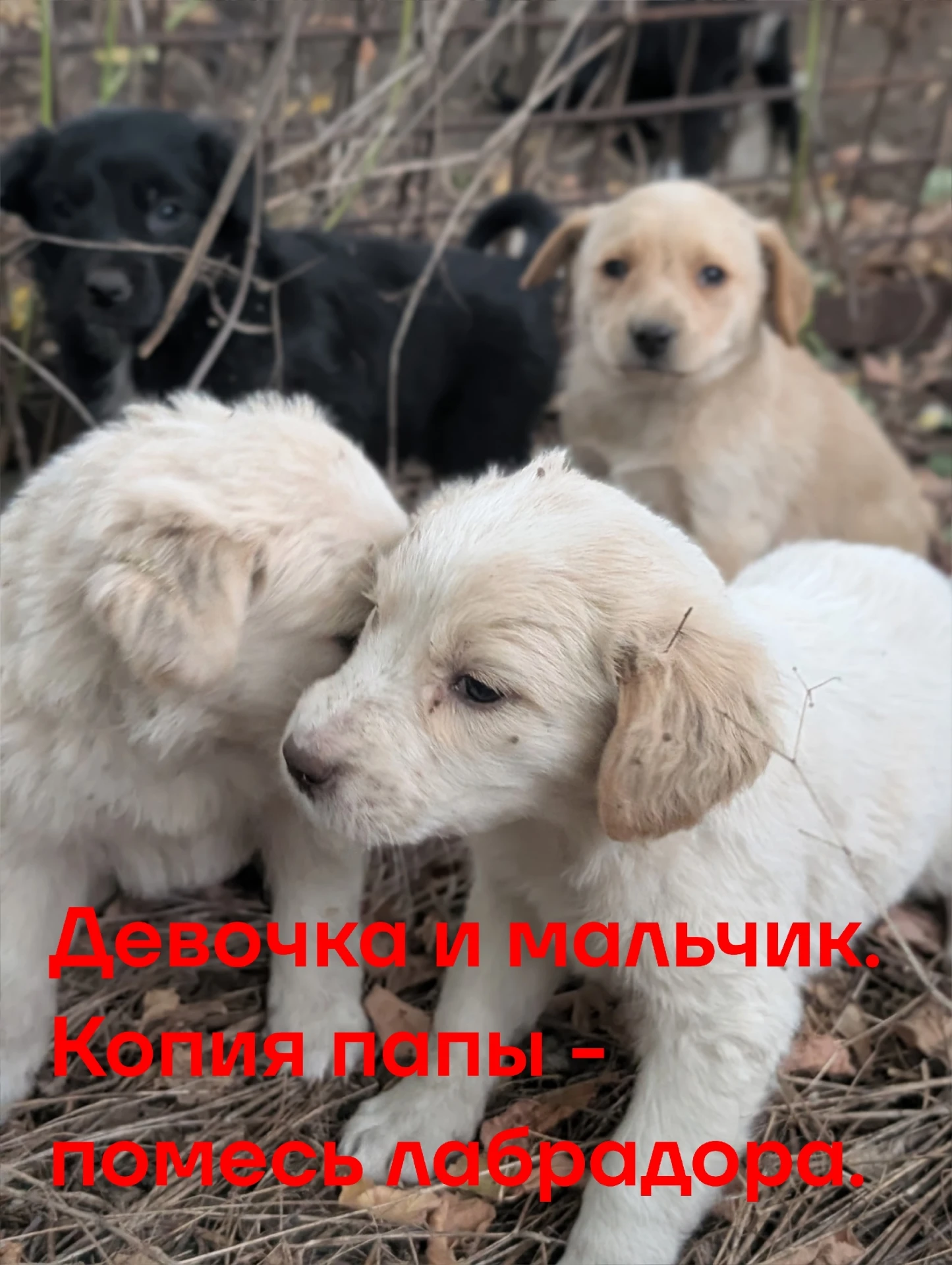 Малыши за забором. Месяц. Их никто не кормит. У матери видимо уже нет молока, потому чт...