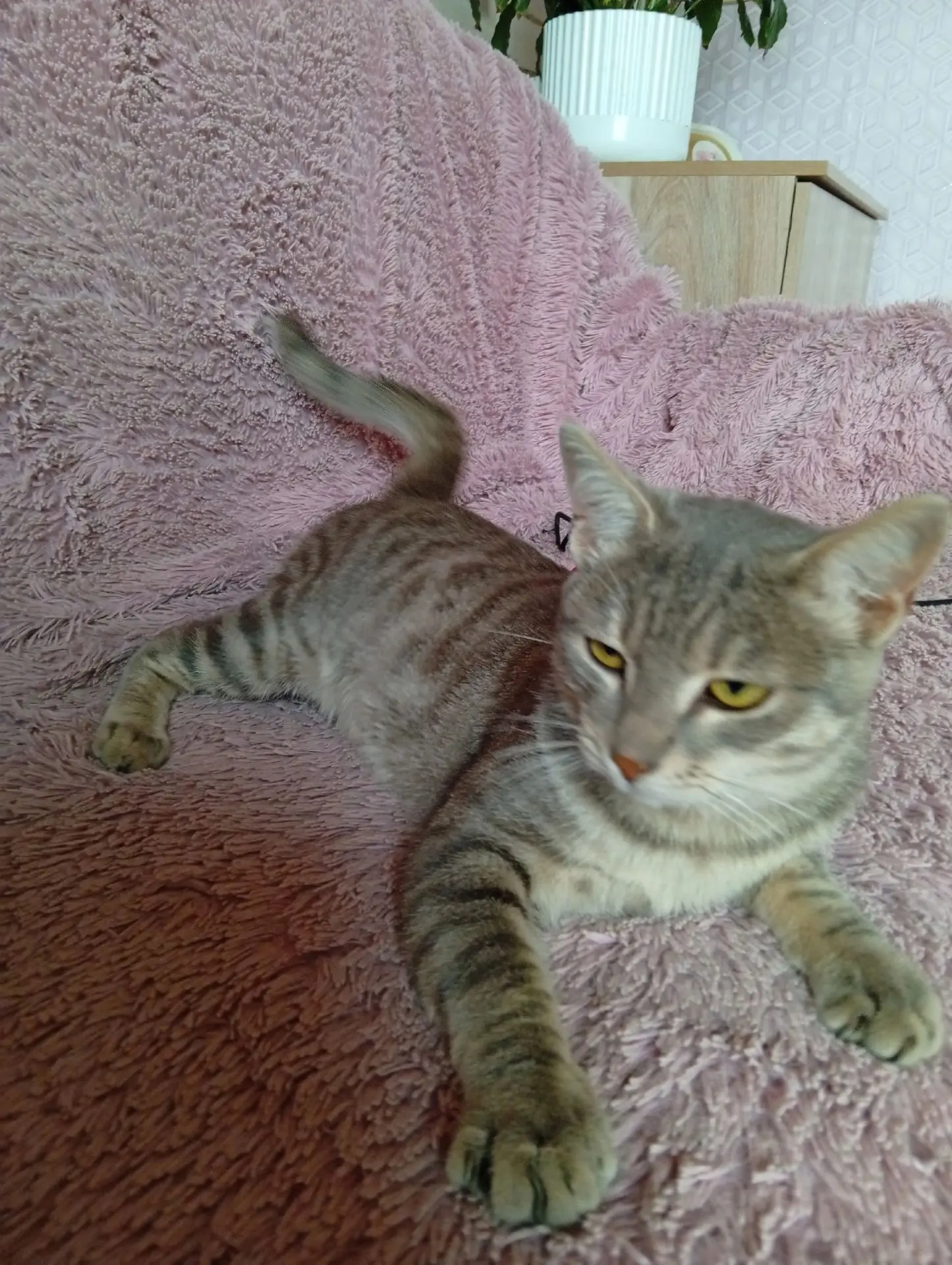 Ищу Любящего и Заботливого хозяина ! Котенок 5 месяцев. Потерялся. Ласковый и игривый. ...
