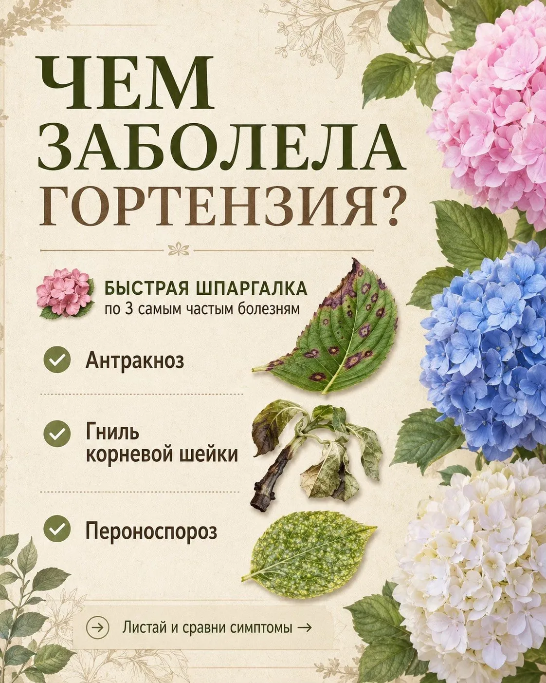 Полезные советы для гортензии

🏡 уДачные советы