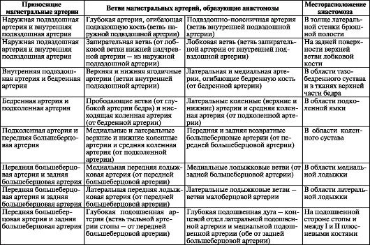 Анастомозы артерий таза и свободной части нижней конечности