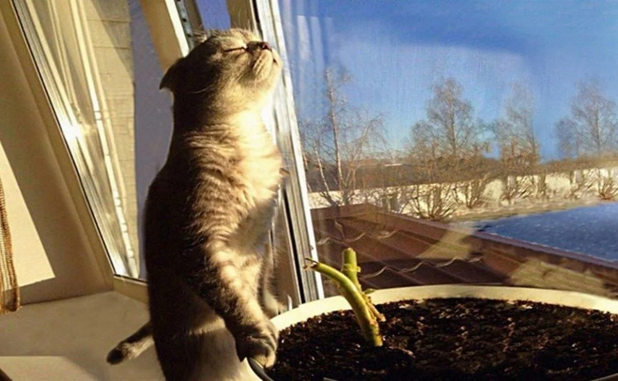 ☀️🌳 Уважаемые жители!   Понимаем ваше желание поскорее отключить отопление, когда за окном наконец-т