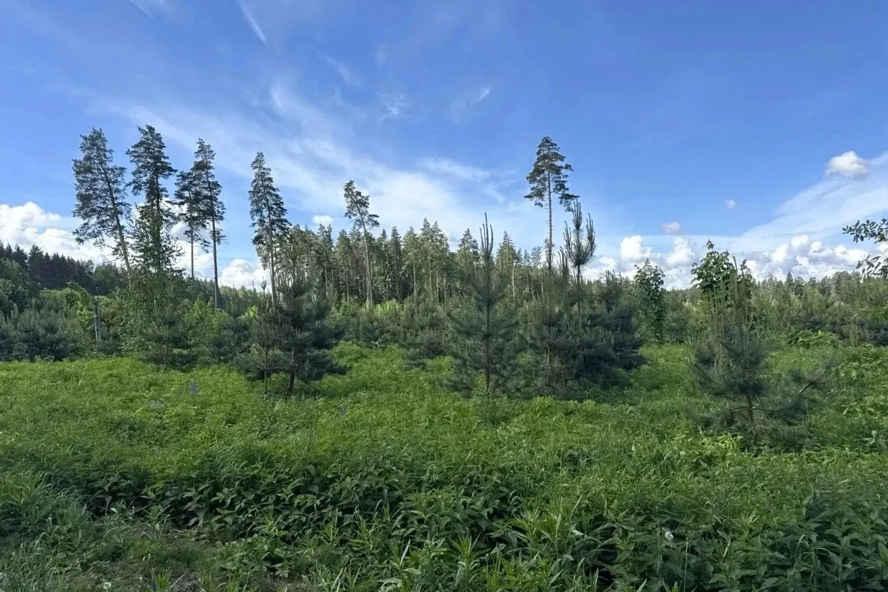 🌲 Здоровый лес: в Мытищах завершили осветление молодняков

🛠 Специалисты Дмитровского филиала ГАУ 