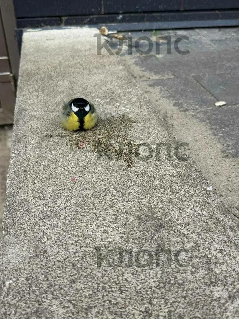 Ну что, достроились?!