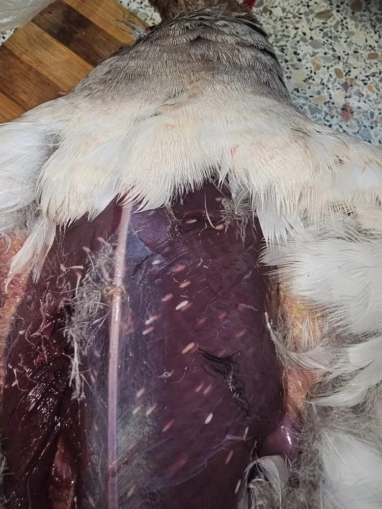 Осторожно❗️О заразной дичи в ХМАО предупредили охотники

Один из охотников Белоярского поделился фот