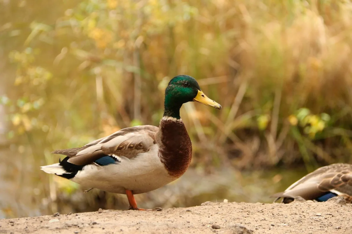 🦆 Ишимский франт