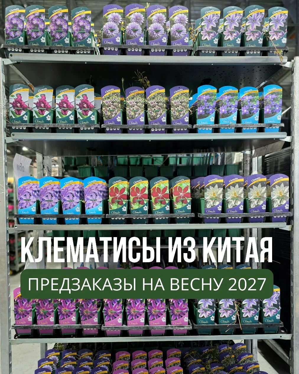 Клематисы из Китая! Весна 2027!