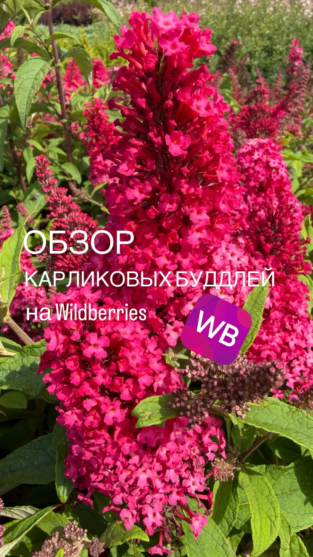 Коллекция карликовых буддлей на Wildberries 💜

▫️Баттерфляй Кэнди Литтл Руби 608 р
Арт 467225002

▫