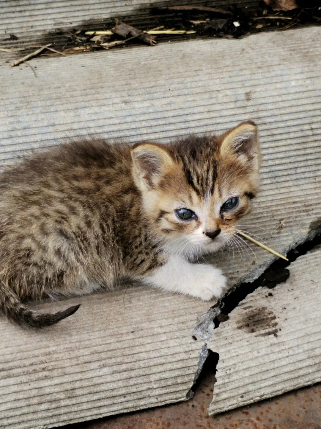 ❤️На даче кошка привела котёнка. Котенок маленький, примерно 1 месяц, но уже ест сам. П...