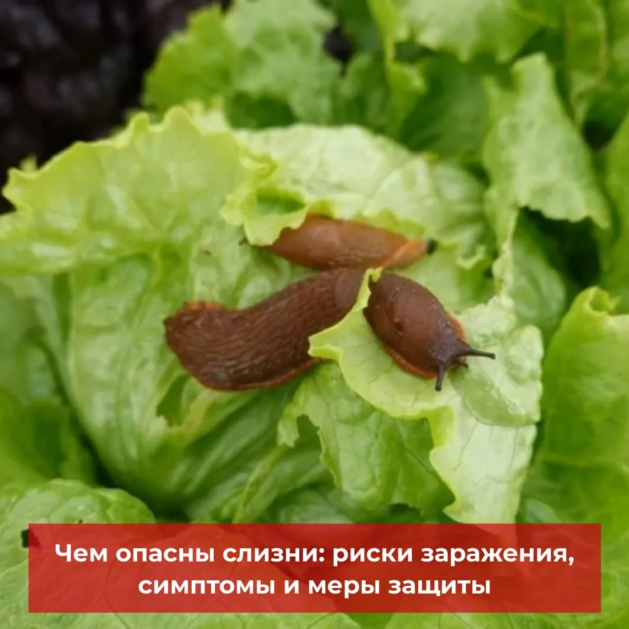 Пять важных вопросов про слизней в конце сезона
