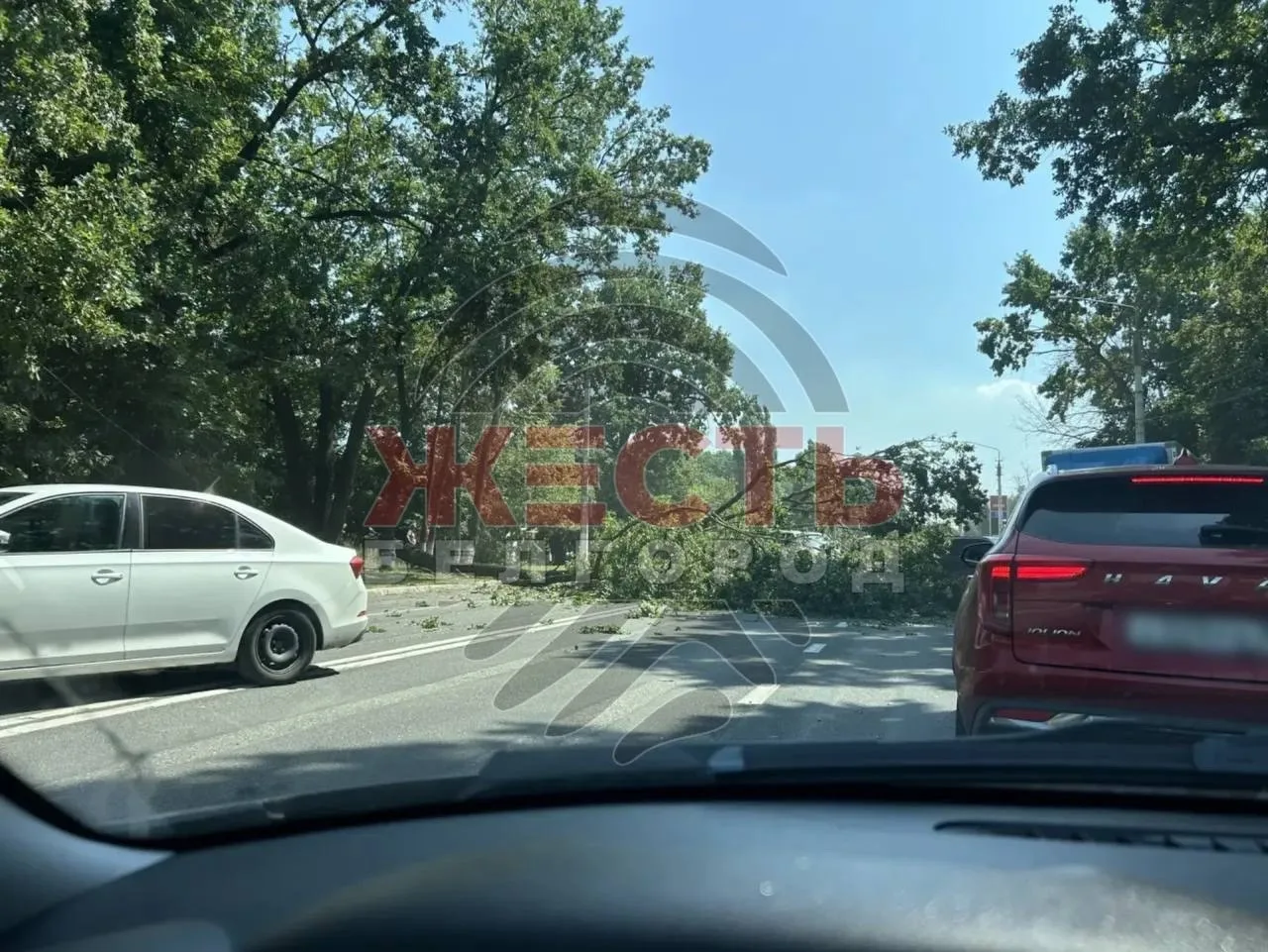 На Волчанской дерево упало на дорогу и перекрыло движение.