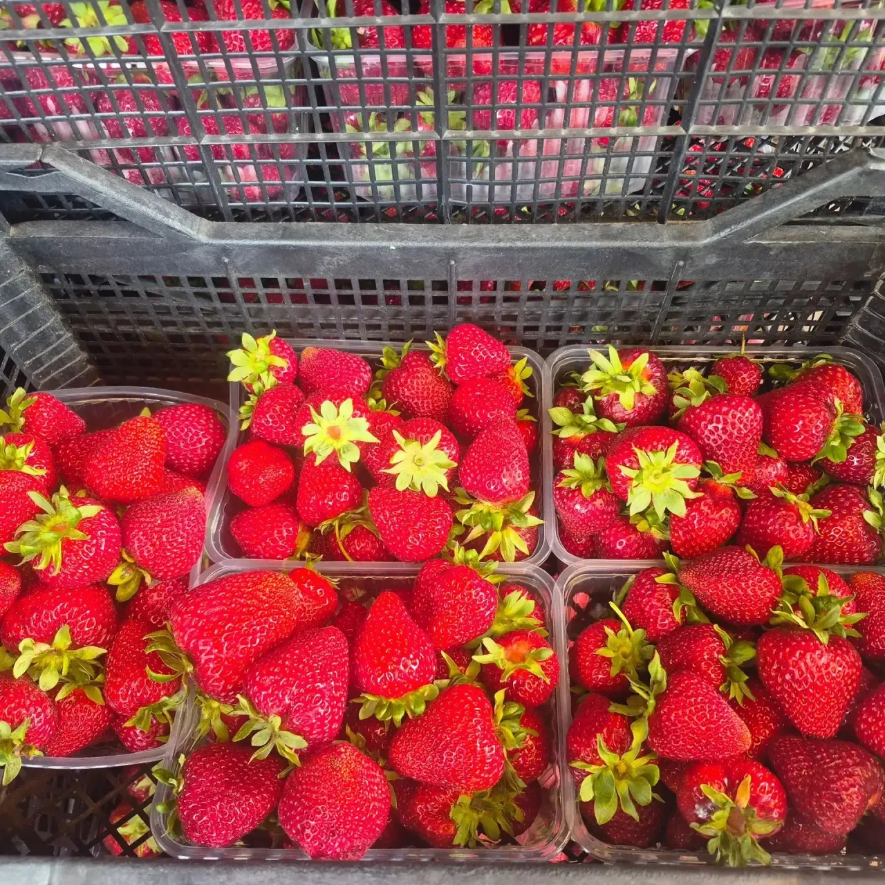 🍓 СВЕЖАЯ КЛУБНИКА ОТ ПЕНЗЕНСКОГО ФЕРМЕРА 🍓

Друзья, открываем прием заявок на ароматную и сладкую 