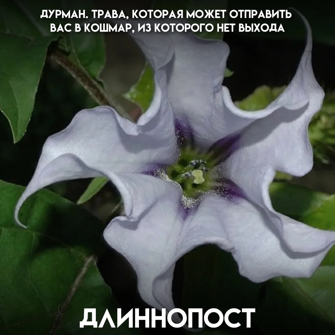 Крупные белые цветы и колючие плоды делают дурман вполне симпатичным садовым растением....